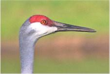 Sandhill Cranes are a threatened Florida species; residents should co-exist rather than try to attract them. PHOTO/SANDI SWITEK