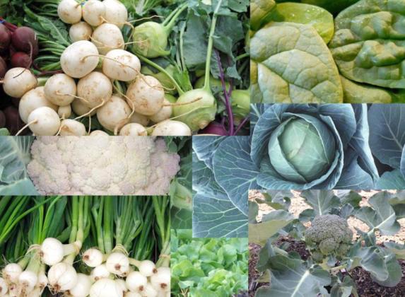 There are dozens of plants and vegetables to plant that will thrive in our area’s November cooler weather. PHOTO/UF-IFAS