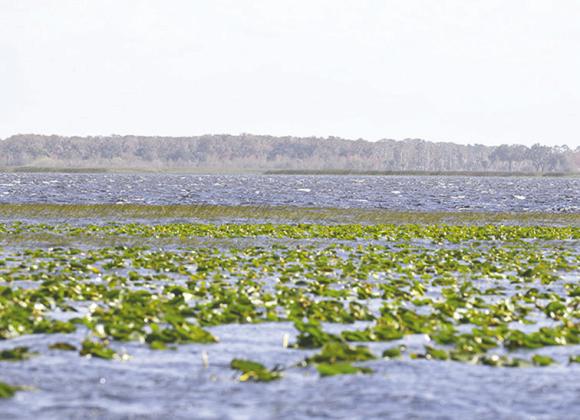 Spawning bass could play a role in the Newport Bassmaster Kayak Series on the Kissimmee Chain of Lakes Feb. 1-2. PHOTO/B.A.S.S.MASTER