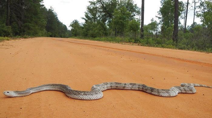 What do you do if you see a snake like this? Give it some space, the FWC says. PHOTO/MY FWC