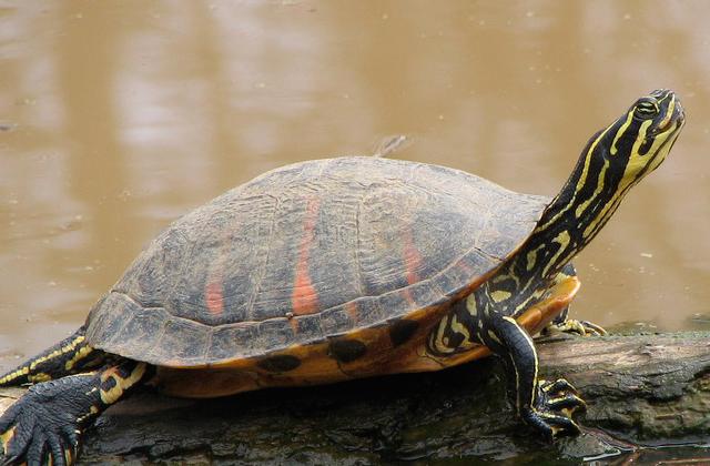 To avoid spreading the virus, do not capture, transport or release freshwater turtles, even those that appear healthy, to new locations.  Photo/Wikimedia Commons