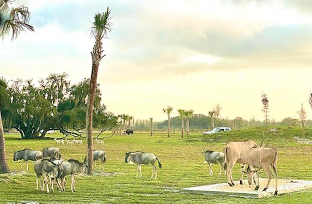 Wild Florida has closed all operations due to COVID-19, including its drive-thru safari.
