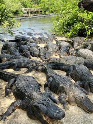 Gatorland