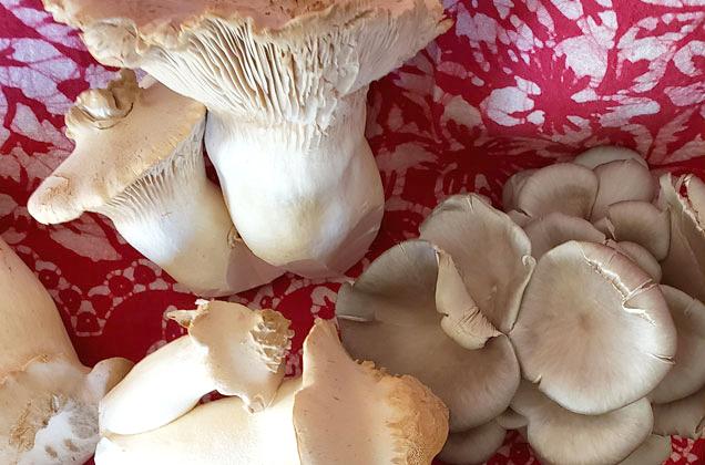 Mushrooms