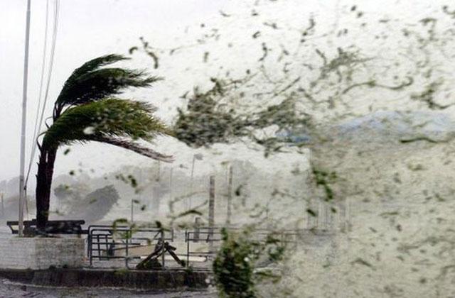 WIndy tree