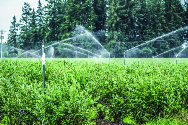Water is a very important component for good plant health, but for most people it is very difficult to find a balance.