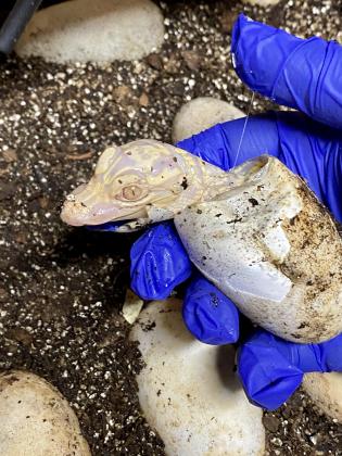 An albino alligator hatchling.