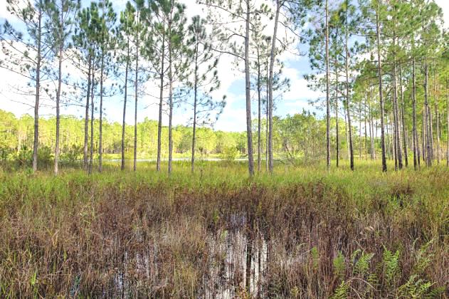 Orange County voters will decide whether to change the county’s charter to protect the Split Oak Forest from the road and any future development. FILE PHOTO