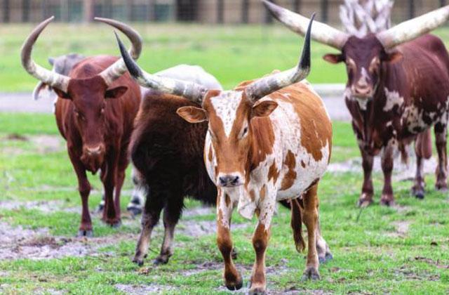 In the drive-thru safari park, guests can ride in their own car and identify more than 100 native and exotic animals from the comfort and safety of their own car.