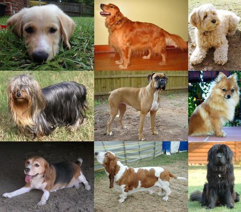 Many dog owners report their dogs show stress could be due to noise, such as fireworks.