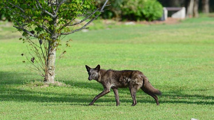 Coyote