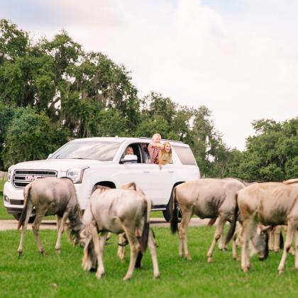 Wild Florida Drive-thru Safari Park/COURTESY OF WILD FLORIDA