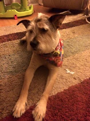 Fuzzy, News-Gazette editor Ken Jackson's faithful family fur baby, a wirehaired terrier.