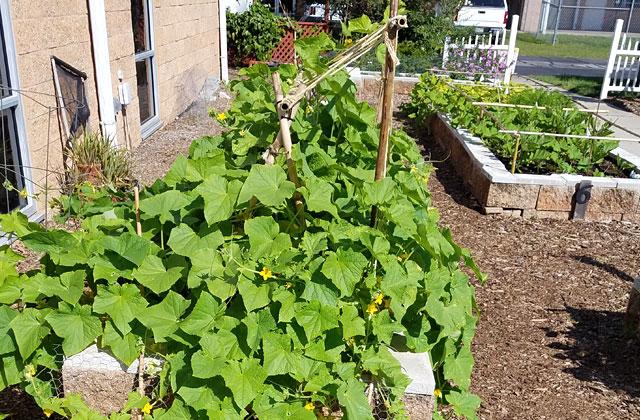 UF/IFAS Extension Services will be cultivating a new group of Master Gardener Volunteers when the next course of classes begins Sept. 14, both online and once a week at Osceola Heritage Park. PHOTO UF/IFAS
