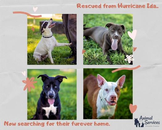The county reports the animals will be quarantined briefly and will then be ready for adoption. PHOTO/ANIMAL SERVICES