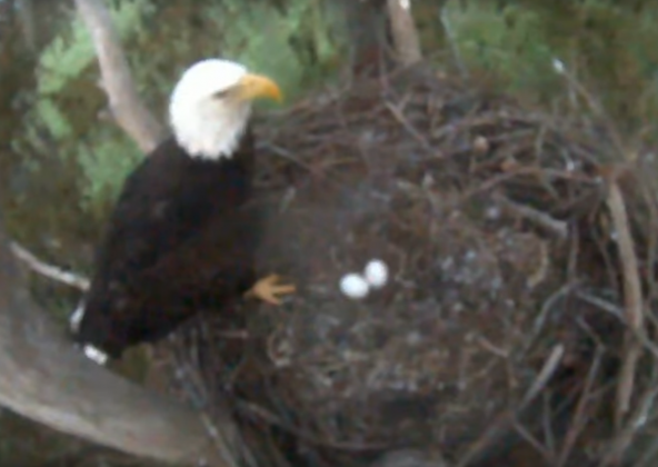 Skyler (or is that Starlight?) shown at the nest in Brownie Wise Park. One of the eggs is poised to hatch before Christmas. SCREENSHOT/OSCEOLA COUNTY