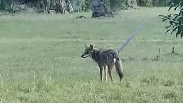 Coyote reports have increased in the Tampa and Lakeland areas, and are now being reported in Poinciana. PHOTO/WFLA.COM