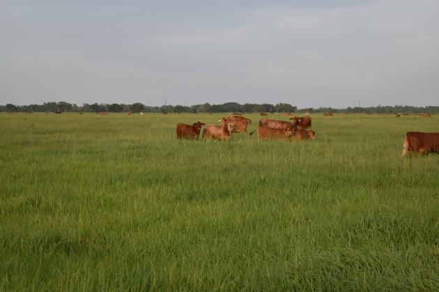 Warm-season perennial grasses cover most of the state of Florida and can be used for grazing and hay production. SUBMITTED PHOTO