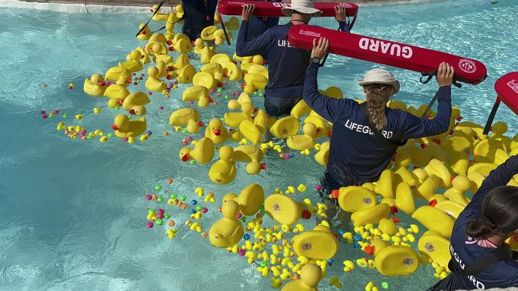 Hundreds of ducks waddling their way to victory at Pathway Homes’ benefit Duck Race. PHOTO/CHRIS MILLER