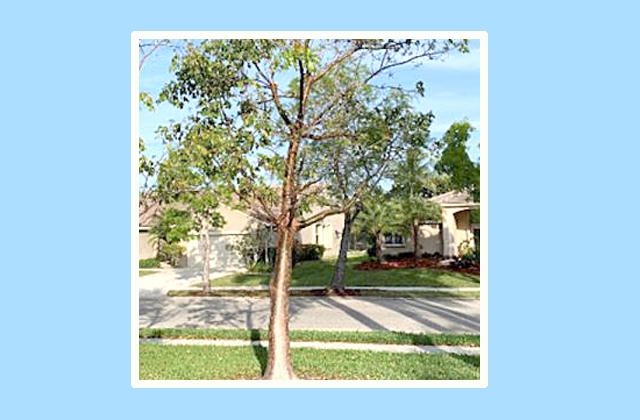 PHOTO/UF-IFAS EXTENSION SERVICES This tree, with the single dominant trunk and well spaced scaffold branches, is equipped to survive the next storm.