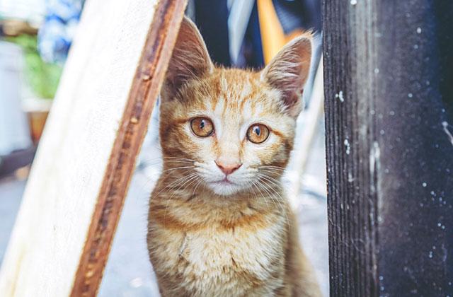 PHOTO/AMERICA HUMANE It’s not just people we have to plan to protect during an emergency such as a hurricane — we have to keep our precious and defenseless pets safe and with us as well.