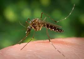 Two cases of Eastern Equine Encephalitis in horses have been confirmed, and there is a heightened concern residents could become become ill.