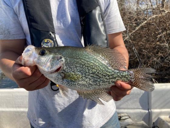 Florida Fish and Wildlife Conservation Commission established new crappie fishing regulations on Lake Jackson and nine other state waterways. PHOTO/MY FWC
