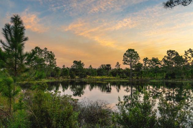 PHOTO/WILDPATH Collins Ranch in eastern Osceola County is now part of an essential conservation habitat.