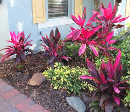 An example of a garden consisting of Florida-Friendly plants — are Hawaiian Ti, Dwarf Schefflera, and Indian Hawthorn. PHOTO/SANDI SWITEK