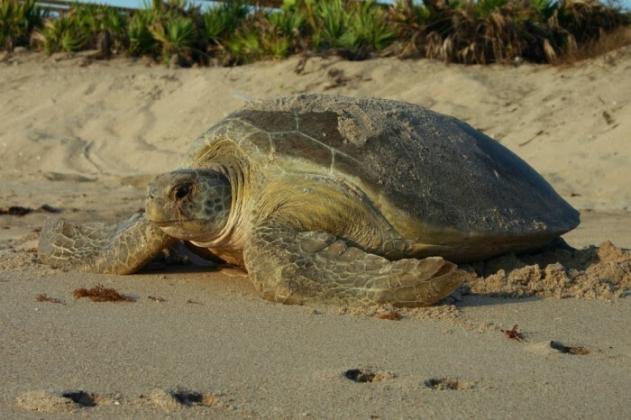 Share the beach with nesting sea turtles this holiday weekend: give them space, keep lights out &amp; stash trash. PHOTO/MY FWC