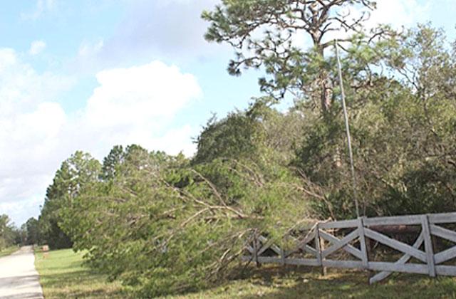 A fallen Sand Pine with Slash Pine standing beside it. Photo/Sandi Switek
