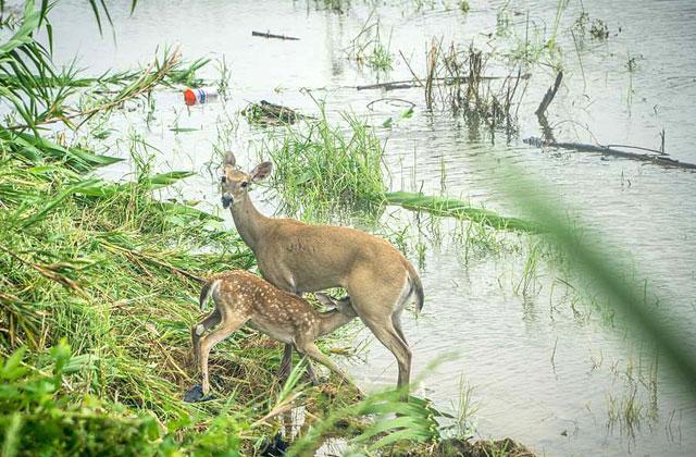 Deer can benefit from strong winds that knock up earth. This brings fresh grasses, shrubs, and roots to the surface for them to eat. / SUBMITTED PHOTO