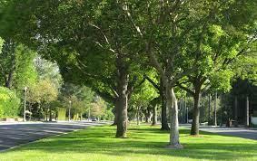 Osceola County has received $2.25 million out of a $1 billion federal spending plan for an urban forestry grant. PHOTO/URBAN FOREST ECOSYSTEMS INSTITUTE