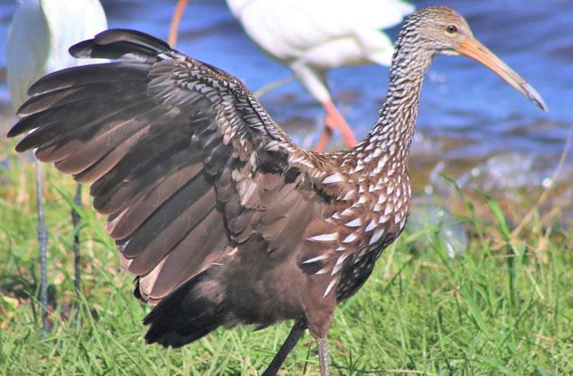 Usually under cover, this Limpkin has come out to dry off and get some sun on a cool fall morning. Photo/Sandi Switek