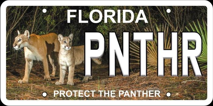 Carlton Ward's striking photograph of the first female panther documented north of the Caloosahatchee River since 1973 is featured on the state’s new Protect the Panther license plate. PHOTO/FWC