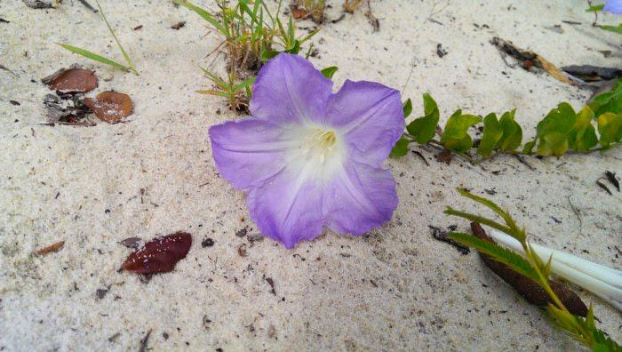 Florida bonamia (Bonamia grandiflora). PHOTO/FWC