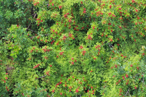 PHOTO/SANDI SWITEK A Brazilian pepper plant gone wild.