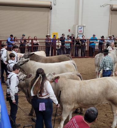 A recent Osceola 4-H market steer show at the Osceola County Fair. PHOTO/EXTENSION SERVICES