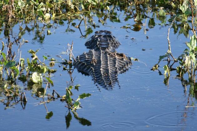 The Florida Fish and Wildlife Conservation Commission (FWC) approved rule changes related to the 2024-25 gator harvest season. PHOTO/FWC