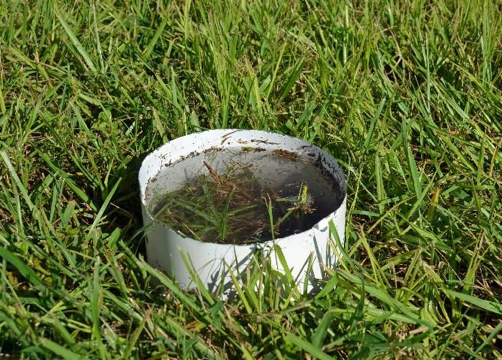 An example of the flotation method to monitor chinch bugs in turf. PHOTO/ Robert Leckel, University of Florida