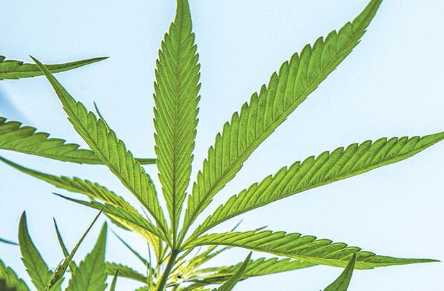 Recreational pot use amendment going on November ballot