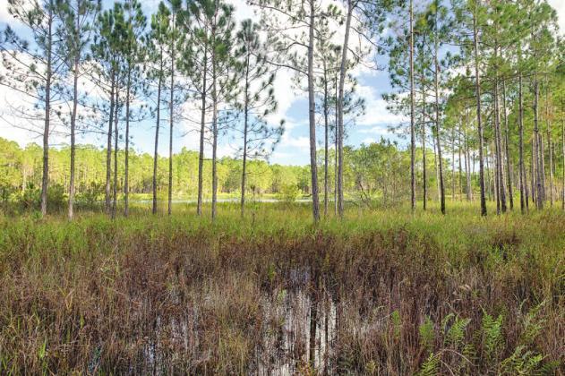 The eastern extension of Osceola Parkway has cleared a couple key bureaucratic hurdles pertaining to its crossing a portion of the Split Oak Forest (pictured) that straddles Osceola and Orange counties. FILE PHOTO