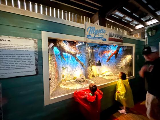 Mystic, a rare white leucistic alligator, and her brother, Mayhem, now have their own habitat at Gatorland to visit. Check them out this weekend. PHOTO/EXPERIENCE KISSIMMEE