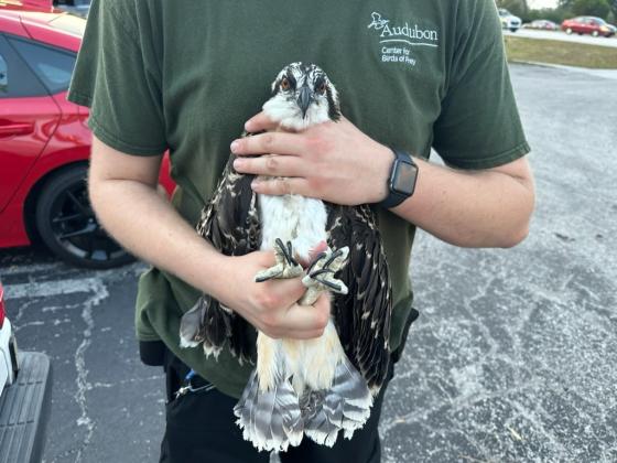 Audubon Center for Birds of Prey volunteers made sure the "family's" Osprey "babies" were healthy after taking a tumble after the storm. SUBMITTED PHOTO