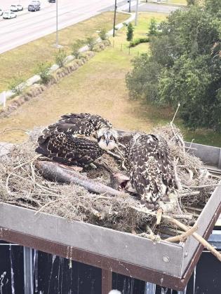 An Osprey family that's lived in a nest atop a Kissimmee billboard is back together after a storm knocked their nest down in May. SUBMITTED PHOTO