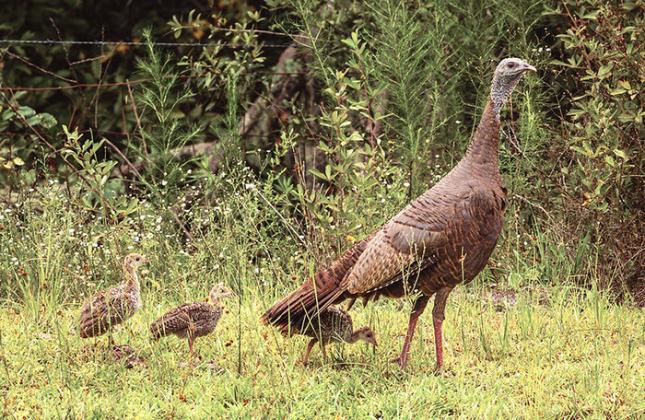 PHOTO/FWC Florida’s annual summer wild turkey survey is a part of a multi-state initiative aimed at better understanding the reproductive success and abundance of wild turkeys.