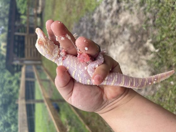 An eighth rare albino gator hatched last week at Wild Florida in Kenansville. Their lack of melanin makes a life in the wild nearly impossible.  PHOTO/WILD FLORIDA