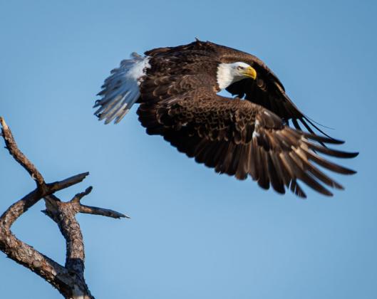 A rare Bald Eagle takes off from its Osceola County nest last week. PHOTO/ROGER SIMMONS