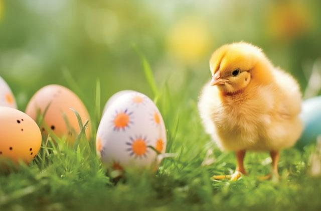 Spring has sprung in Poinciana.  There are plenty of Easter and Spring events to keep you hopping. PHOTO/METRO CREATIVE