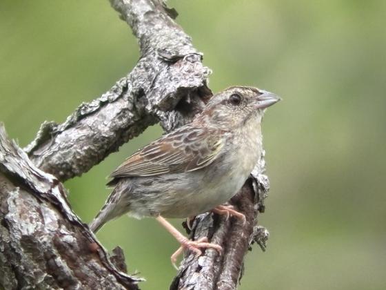 The Disney Wilderness Preserve, where this lovely bird lives, is a part of Florida's  Great Florida Birding and Wildlife Trail. (Photo/Disney Wilderness Preserve Chad Mills)